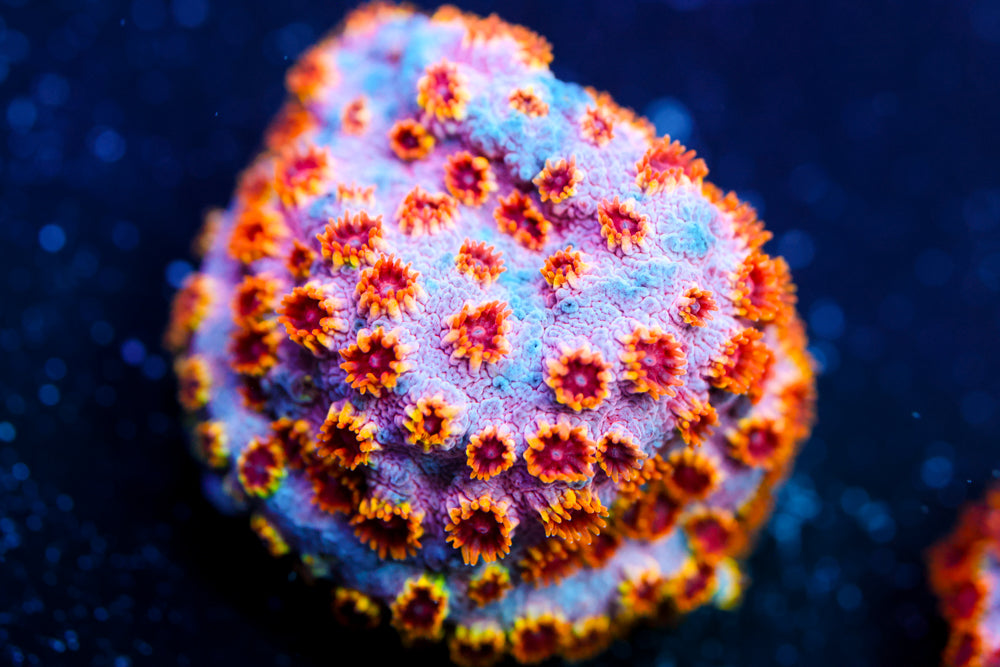 Skittles Bomb Cyphastrea 4