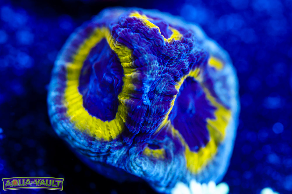 Lemony Slime Time Platygyra