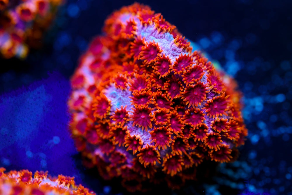 Skittles Bomb Cyphastrea 3