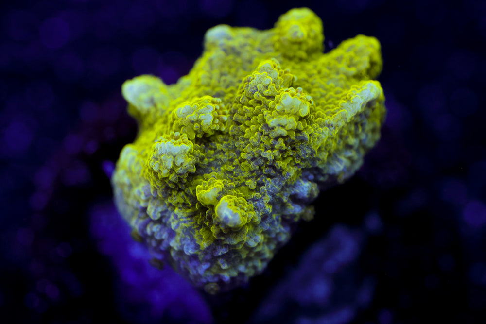 Grafted Astreopora 1