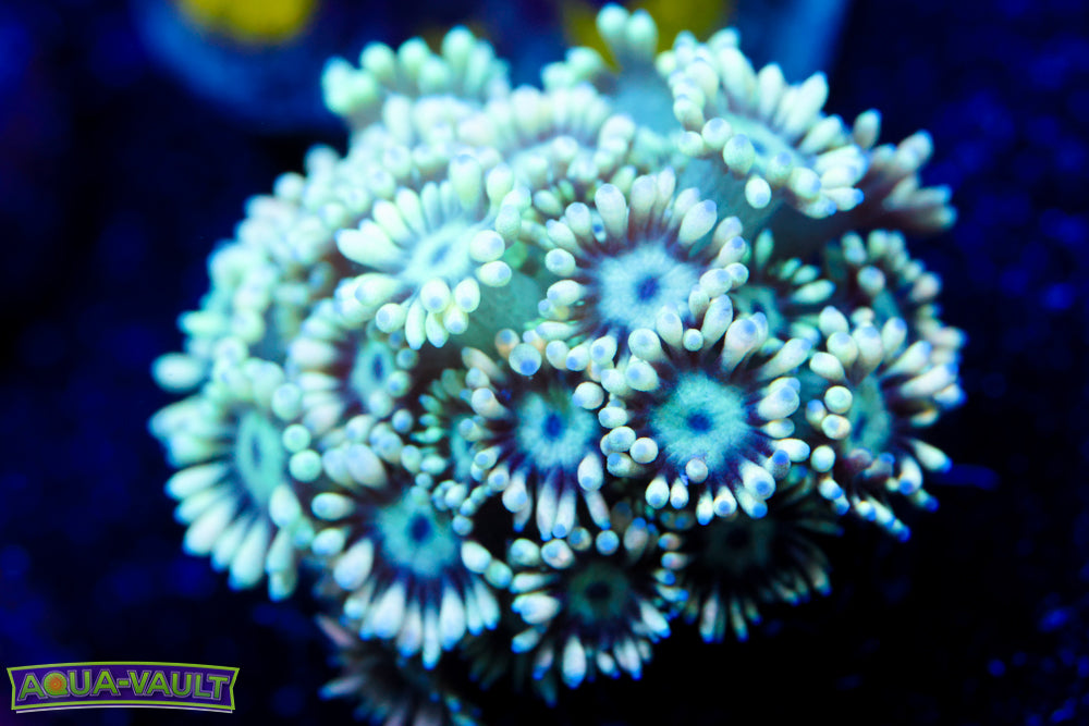 Micro Mint Alveopora