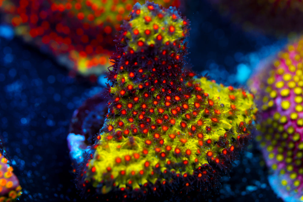 JF Sunset Stylocoeniella 3