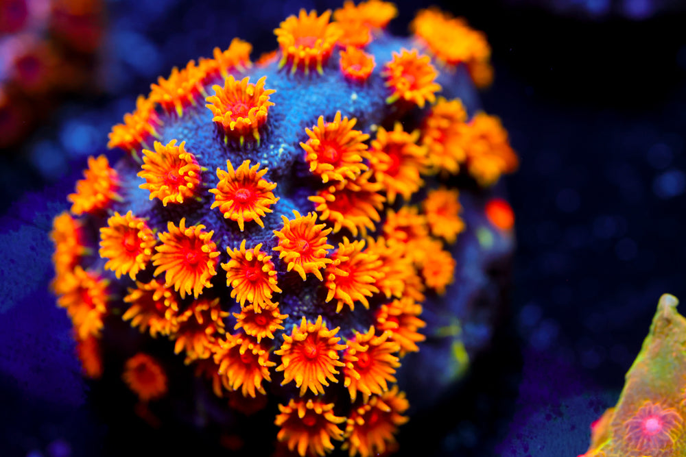 Bizarro Cyphastrea 3