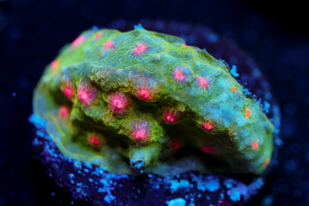 CV Dip 'n Dots Cyphastrea 1