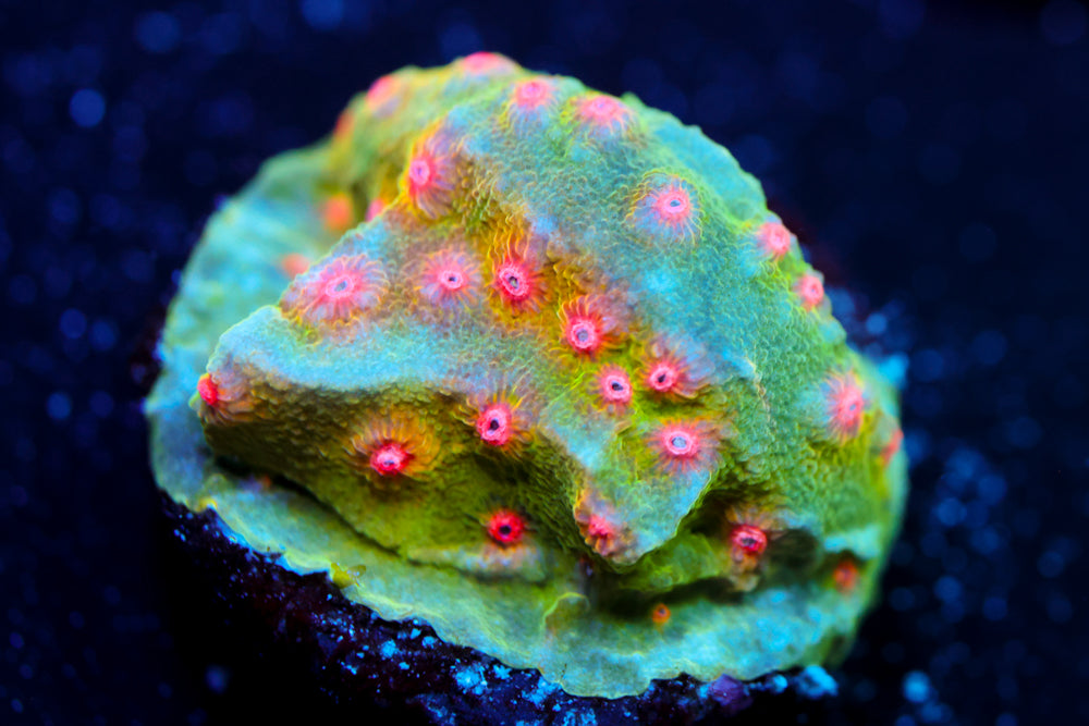 CV Dip 'n Dots Cyphastrea 2