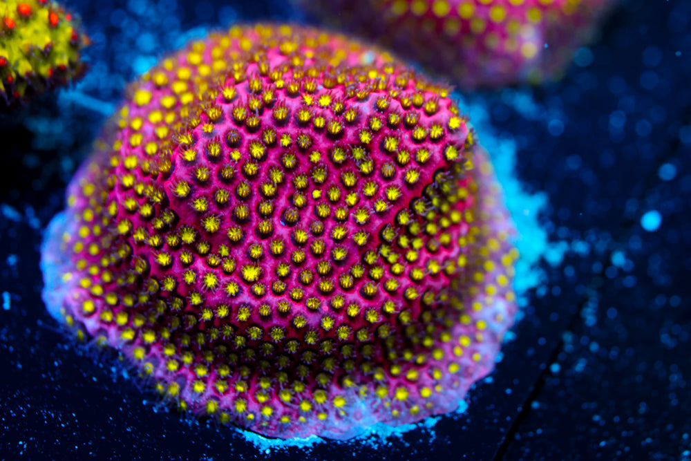 Electric Daisy Stylocoeniella 1