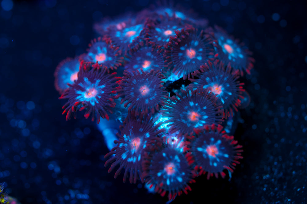 Mystique Zoa 7
