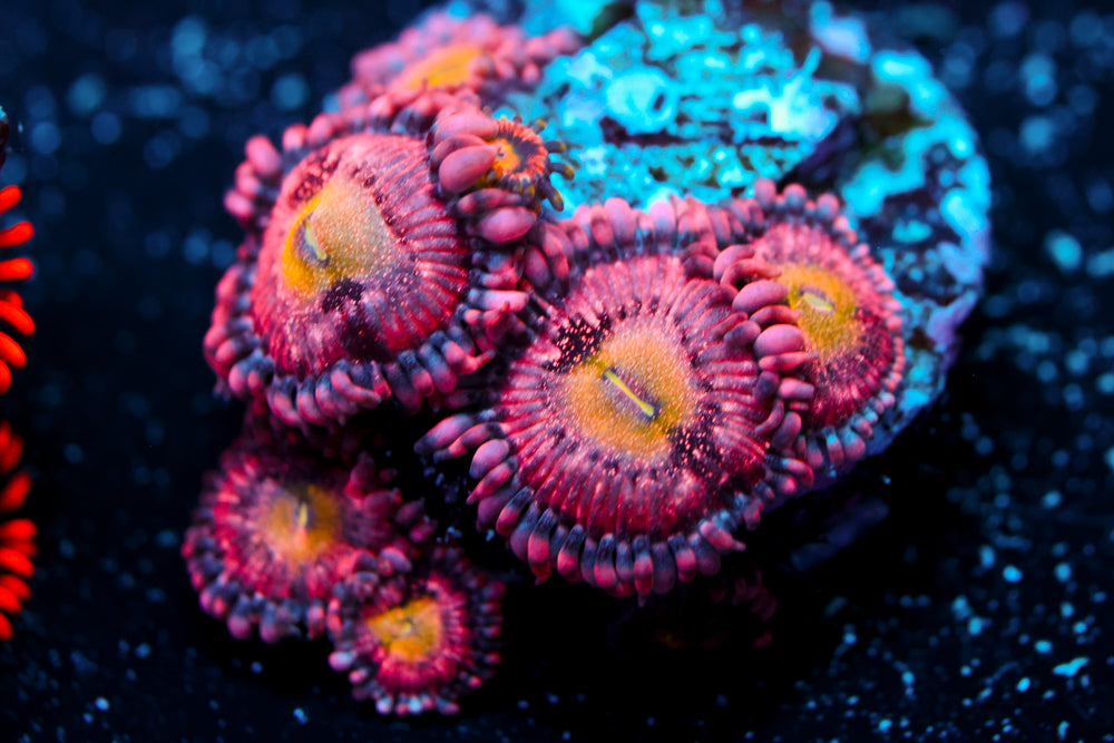 Playboy Zoa 1