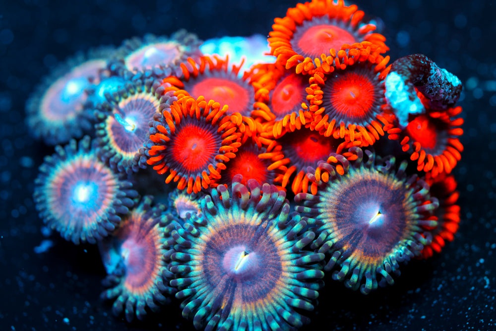 Peach Vamps + Bam Bam Zoa