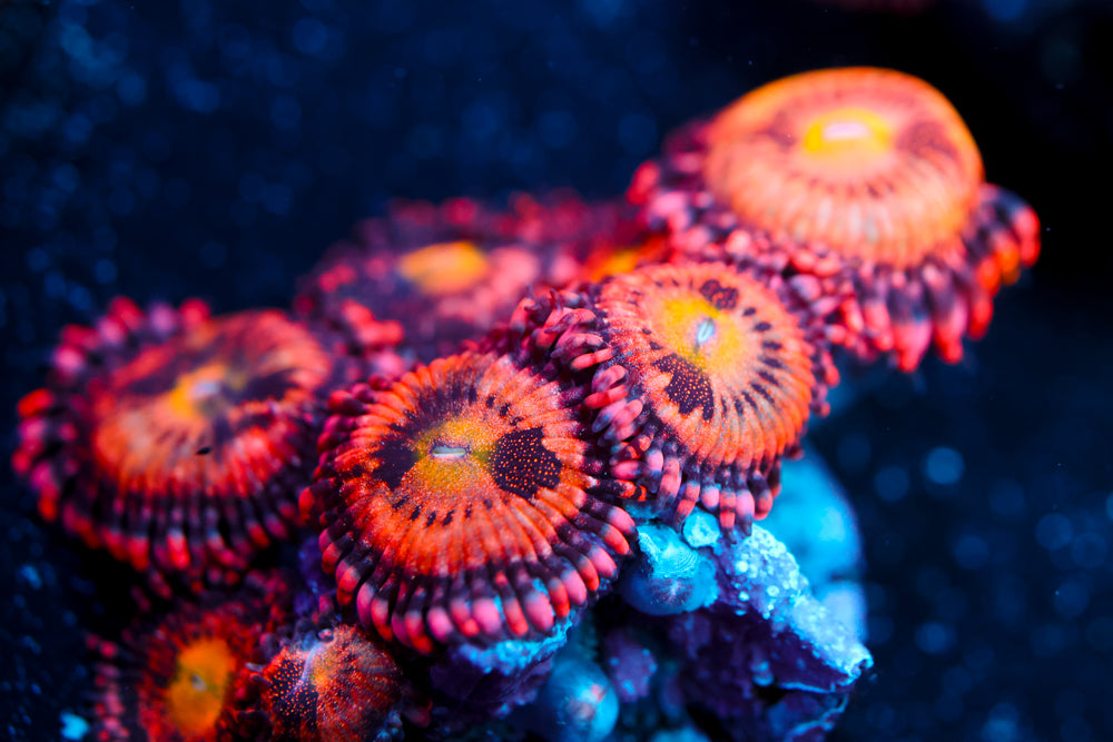 JF Crybaby Zoa 4