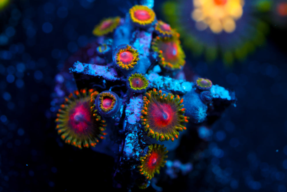 Awesome Blossom Zoa
