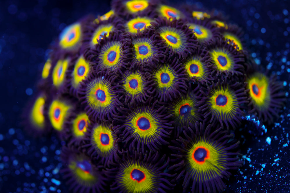 Bob Marley Zoa Colony 1