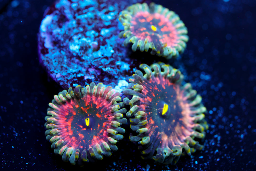 Hawaiian Ding Dang Zoa