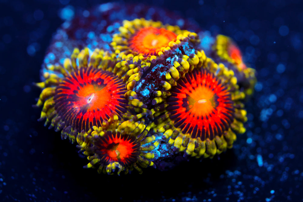 Rainbow Incinerator Zoa 4