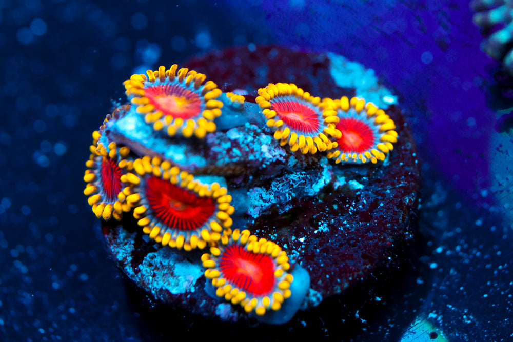 CC Super Saiyan Zoa 1