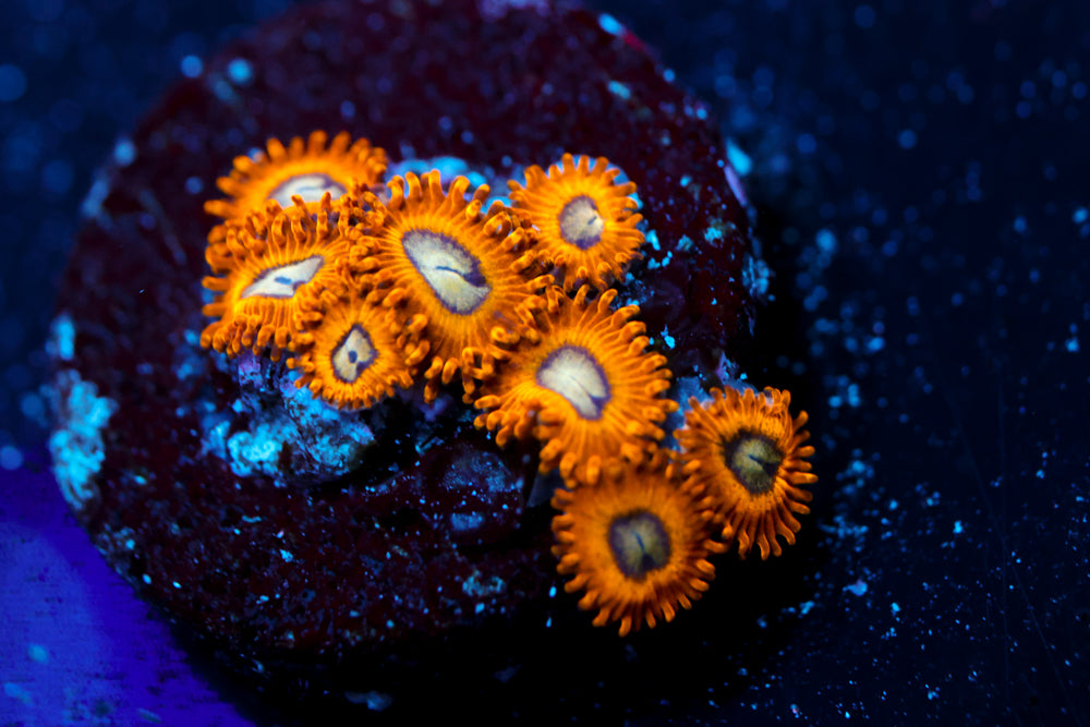 Pikachu Zoa