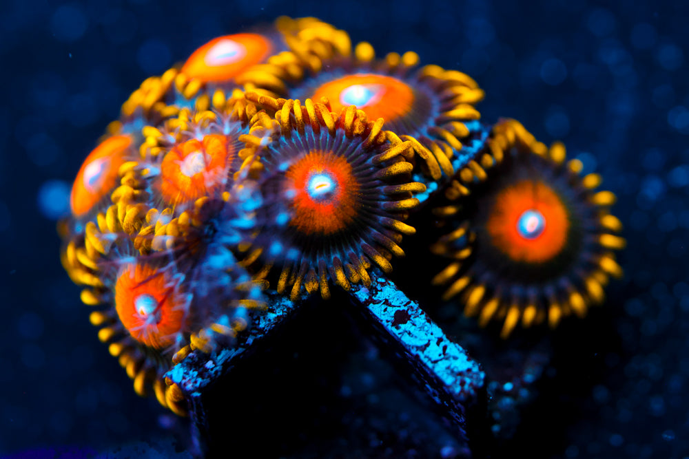 Scrabled Eggs Zoa 2
