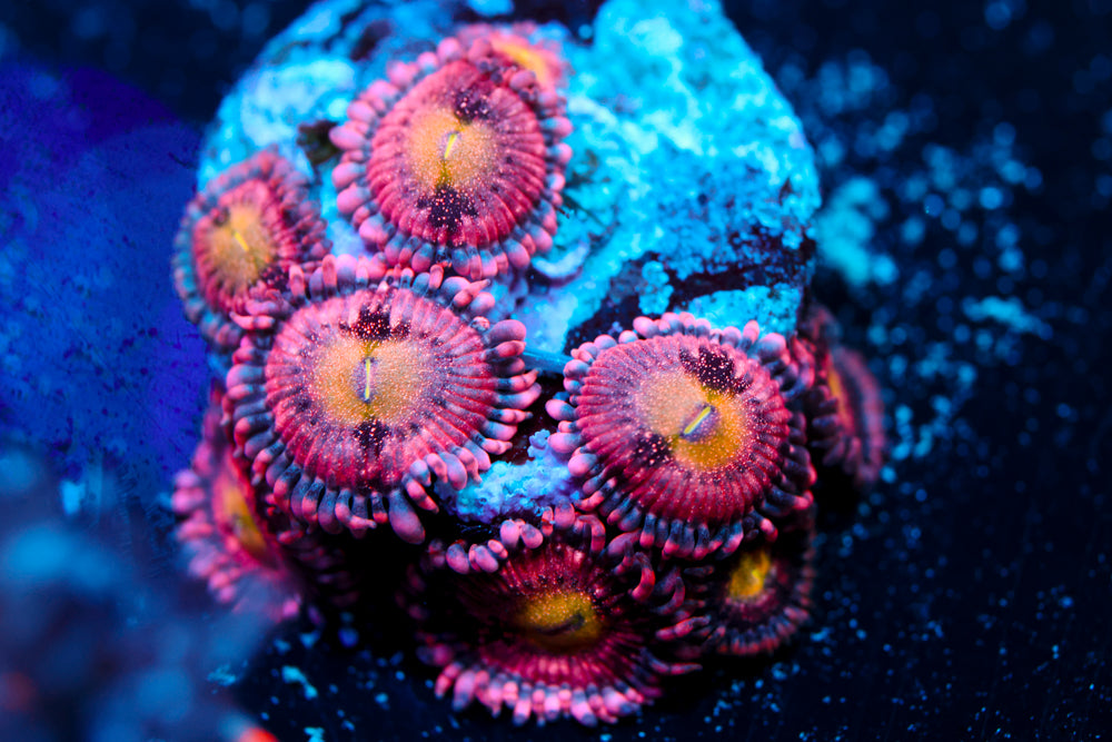 Playboy Zoa 2