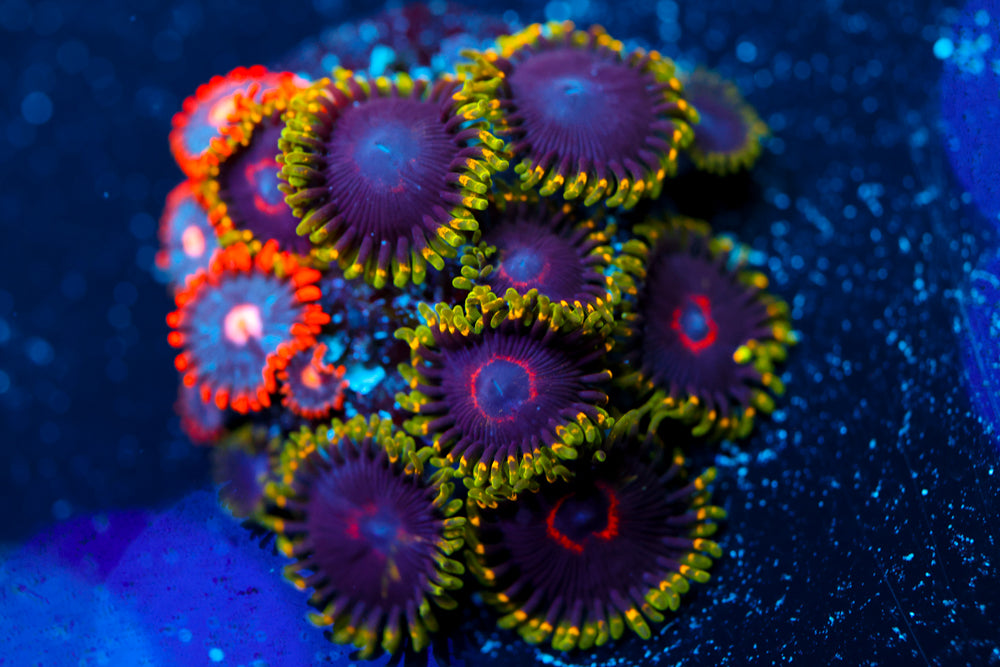 Joker Hornet + Snitches Zoa