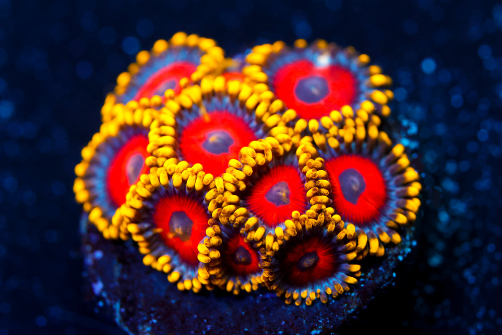 Eagle Eyes Zoa 3
