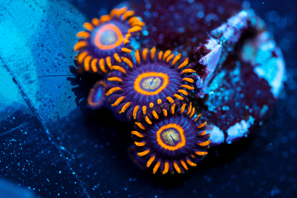 Blue Hornet Zoa