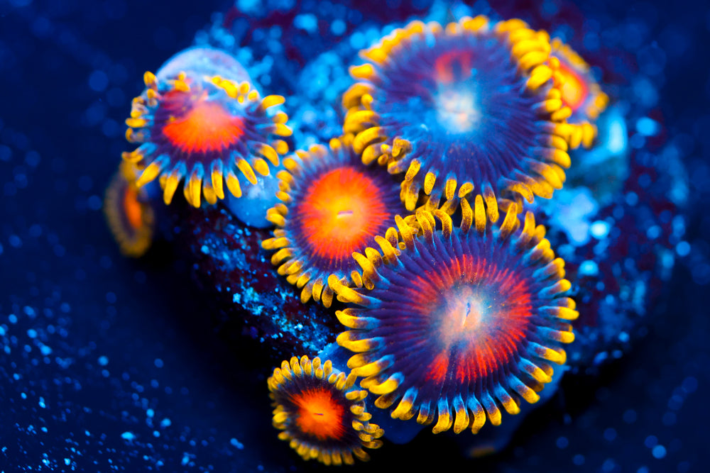 Yellow Brick Road Zoa 2