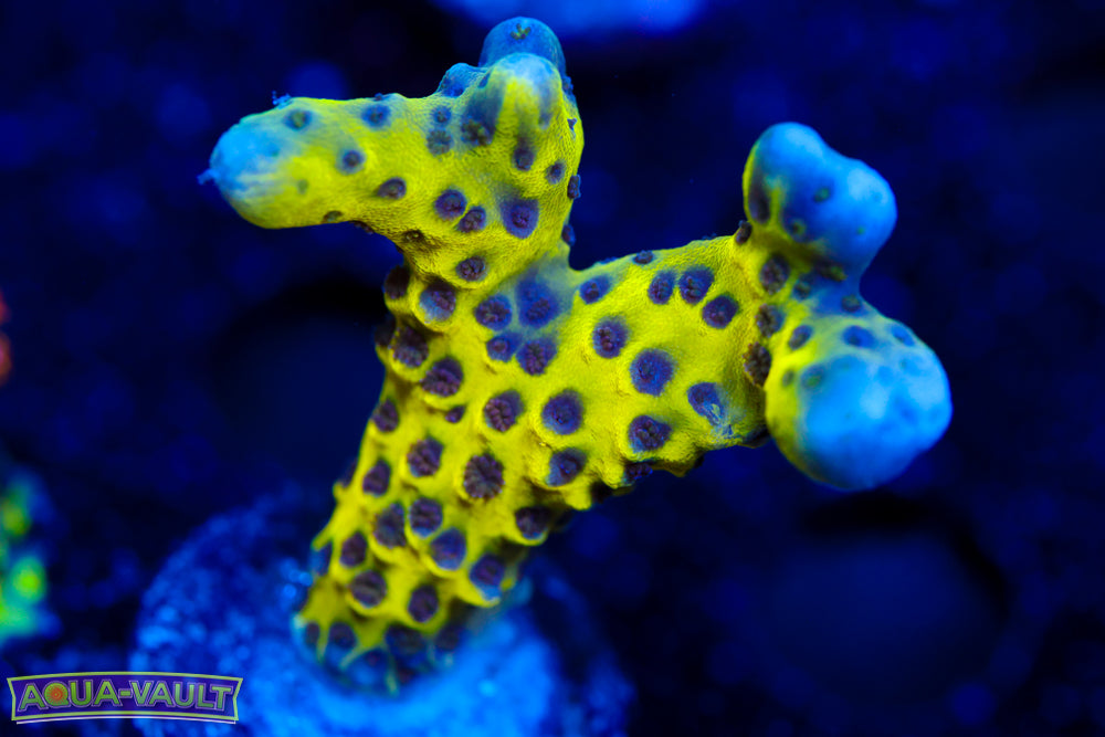 RRC Goldenrod Anacropora