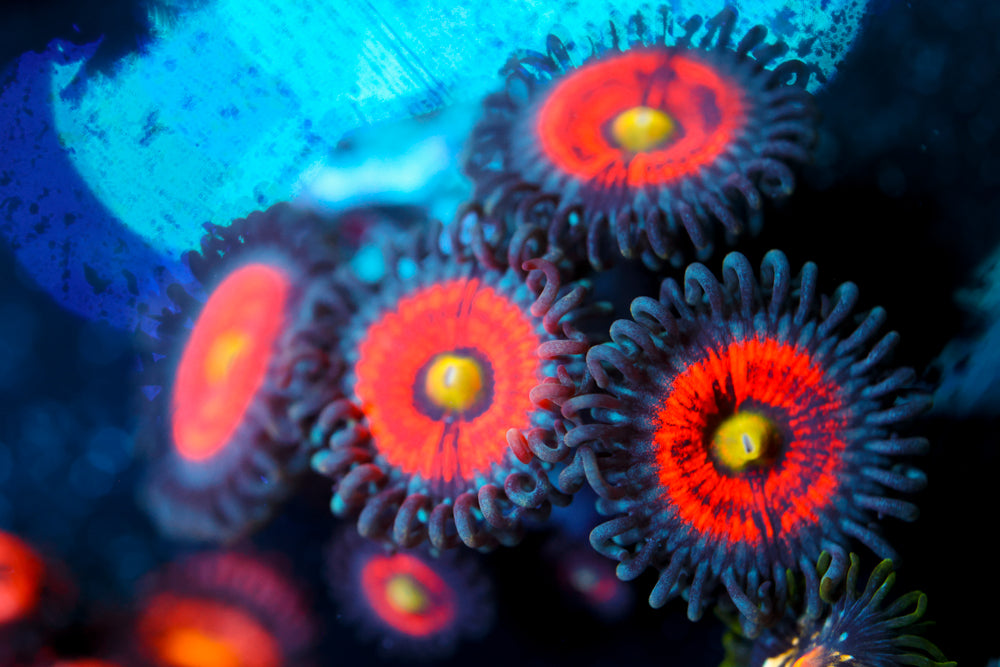 Gobstopper Zoa 3