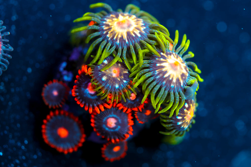 Snitches + JF Stargazer Zoa