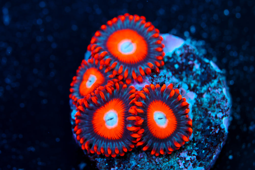 Blue Eye Blonde Bitches Zoa