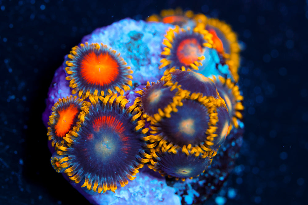 Yellow Brick Road Zoa 1