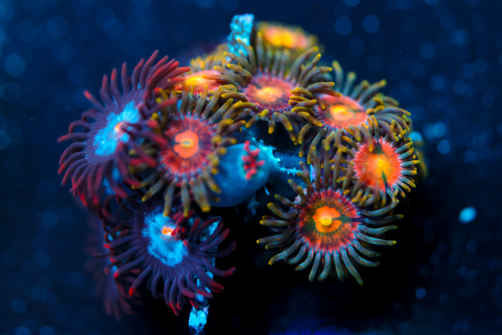 Laser Lemon + Mystique Zoa 1