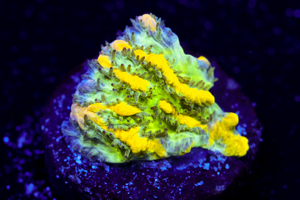 CV Emerald City Hydnophora 1