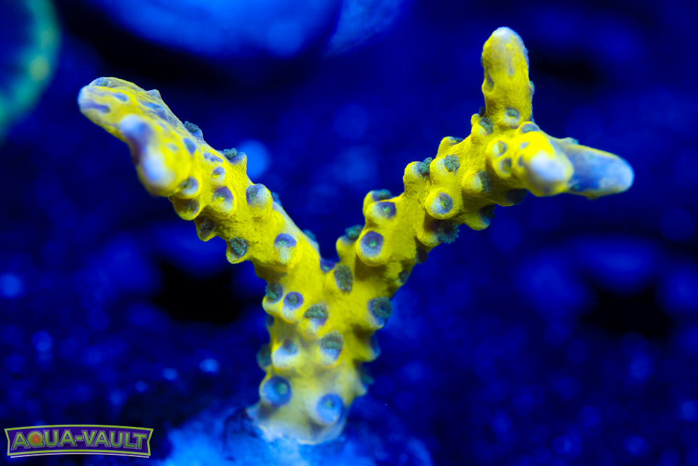 The Thing Anacropora