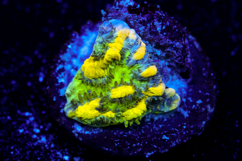 CV Emerald City Hydnophora 2