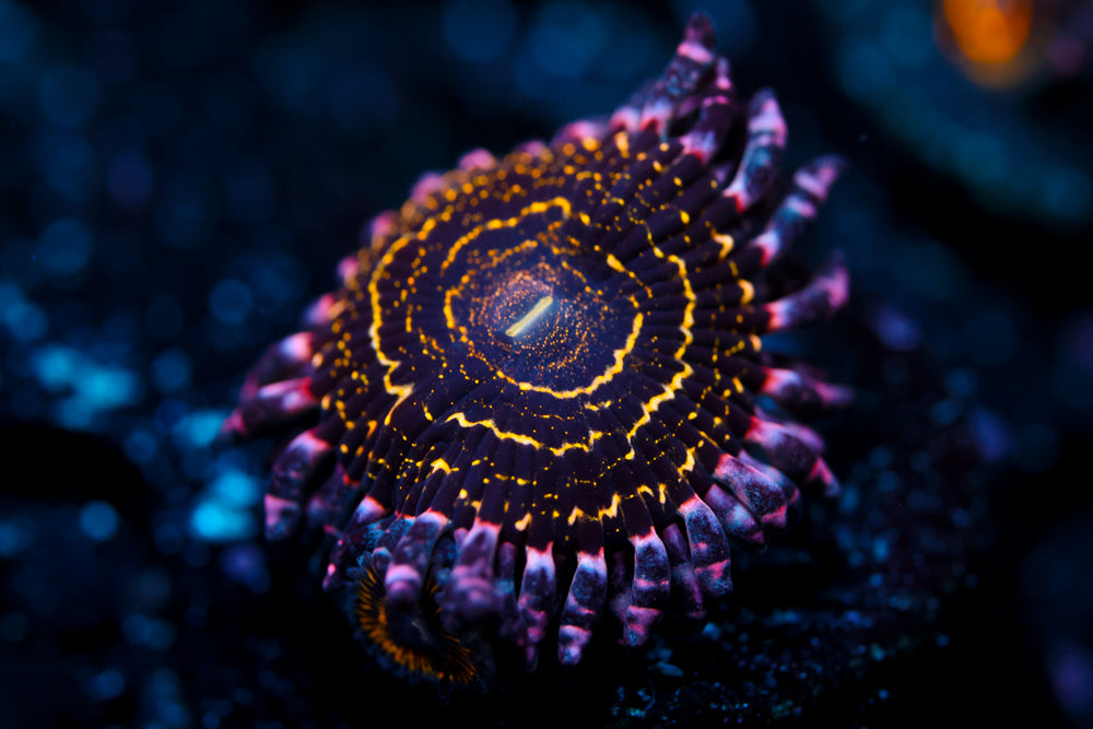 OG Stratosphere Zoa 1