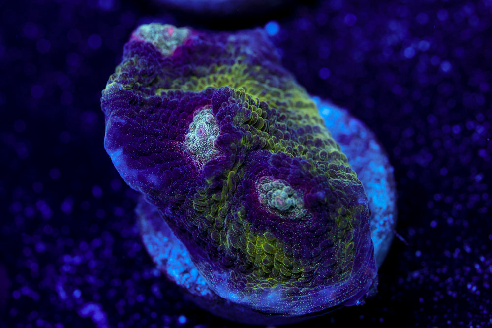Adorama Chalice 1