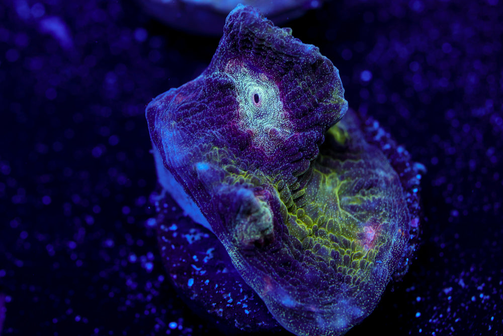 Adorama Chalice 3