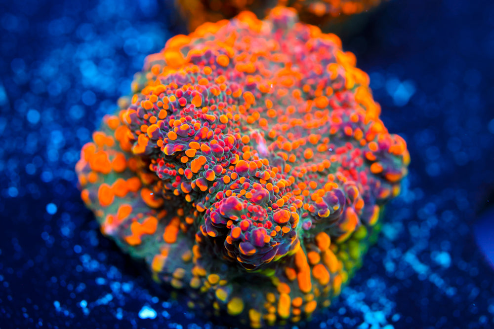 Cloud Berry Chalice 1