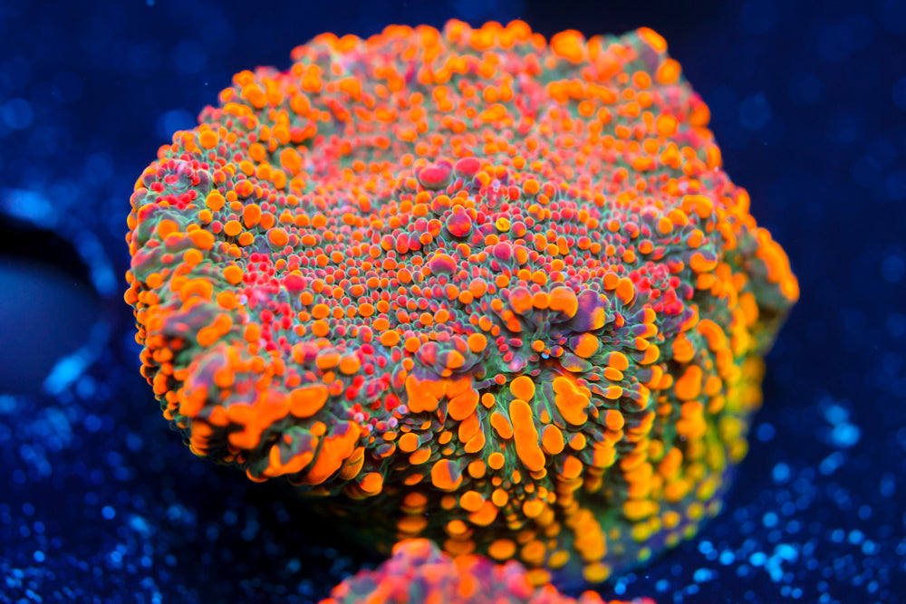 Cloud Berry Chalice 3