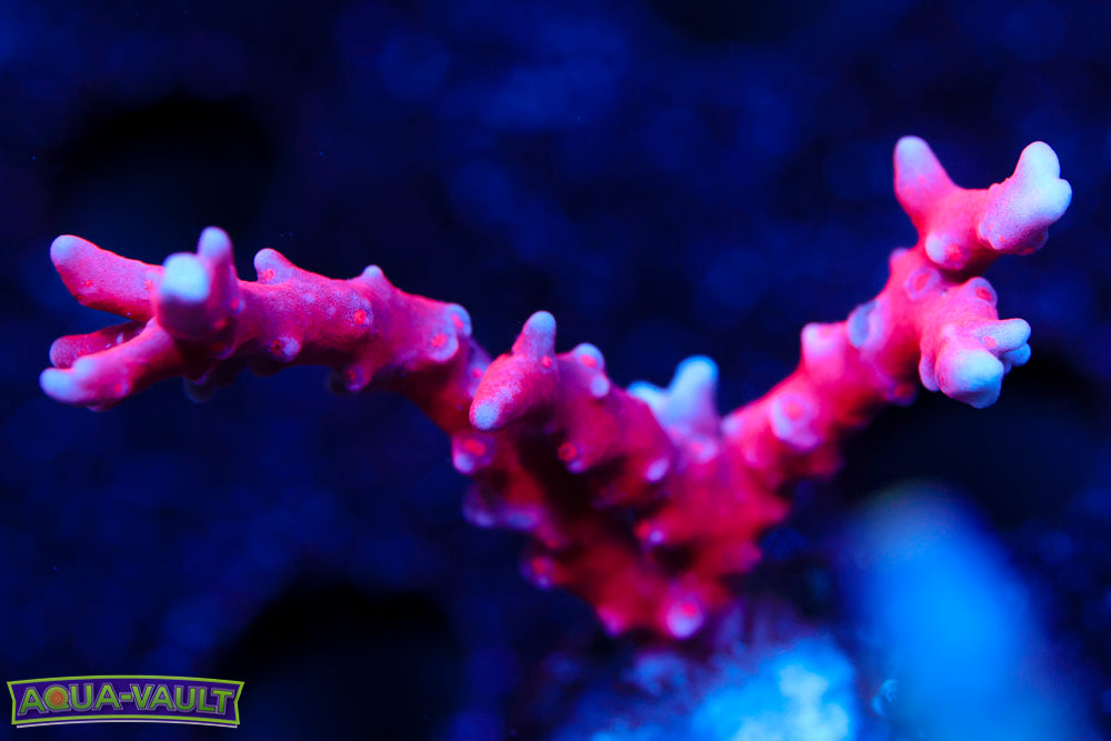 JF TNT Anacropora