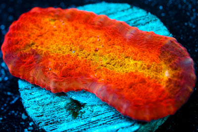 ARC Ludicrous Chalice 1