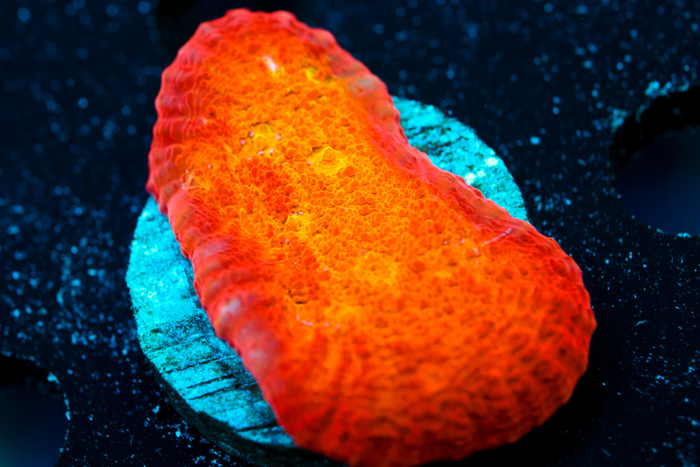 ARC Ludicrous Chalice 2