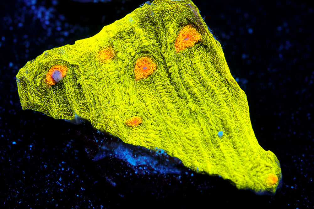 Space Invader Chalice 1