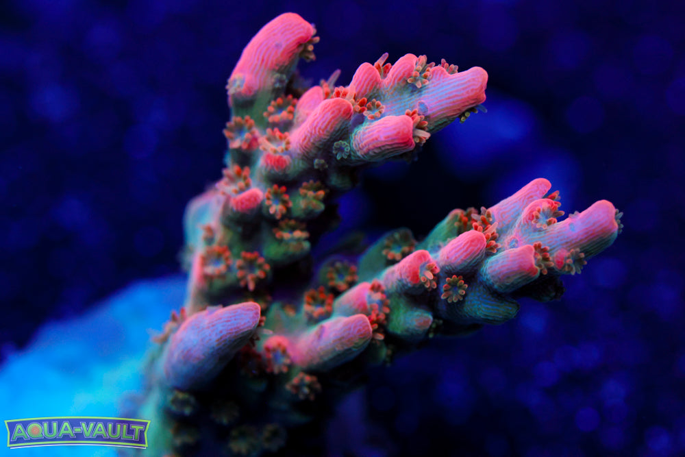 RD Frankenberry Acro