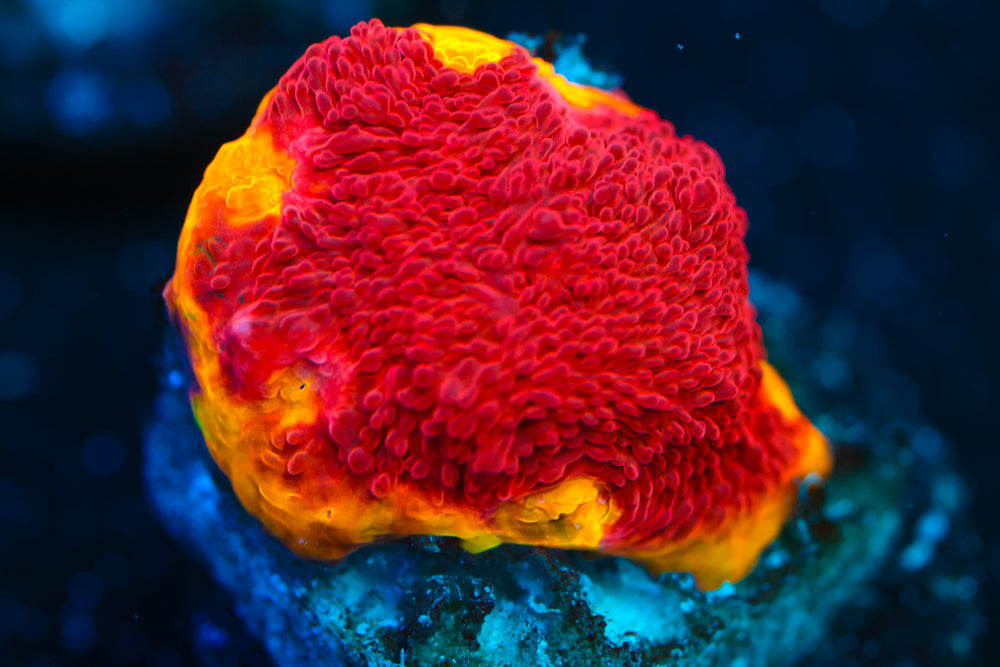 CB Flaming Bugatti Chalice 1