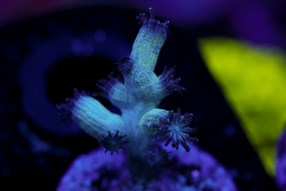 Green Branching Cyphastrea 3