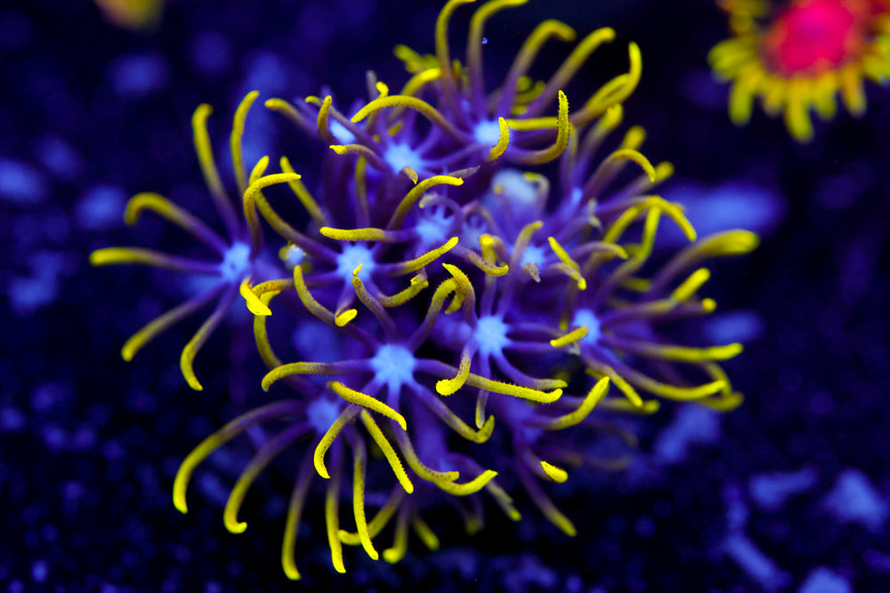 Green Star Polyp 1