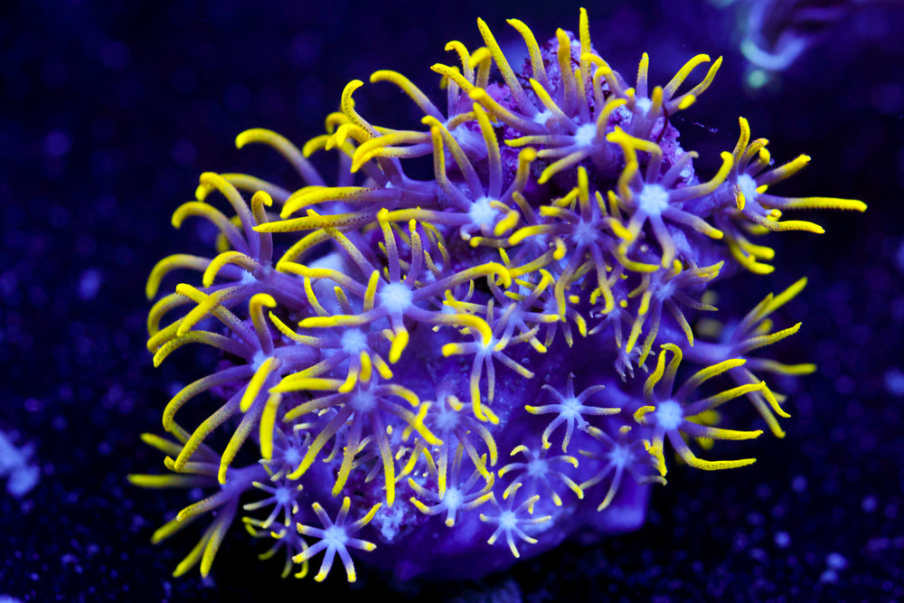 Green Star Polyp 4