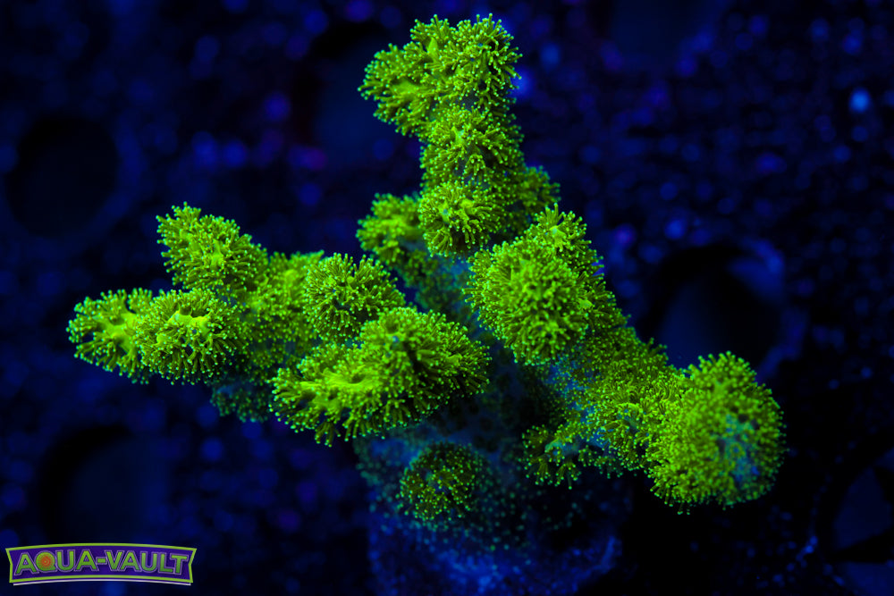 Radioactive Pocillopora